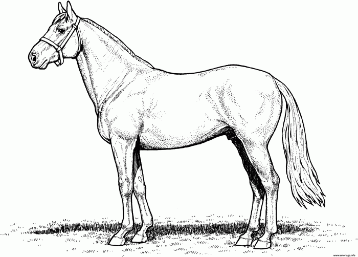 Horses coloring page