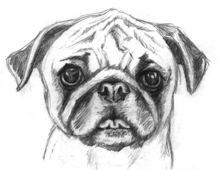 Coloring pages pugs