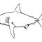 Coloring Pages Sharks Printable Fun & Educational