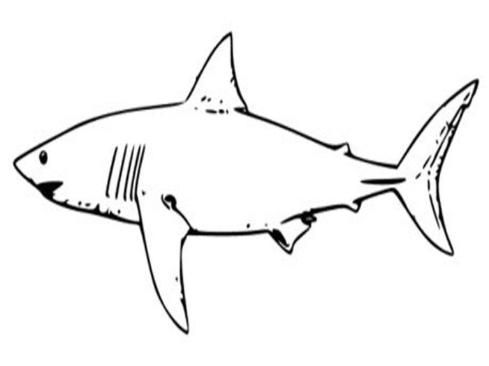 Coloring pages sharks printable