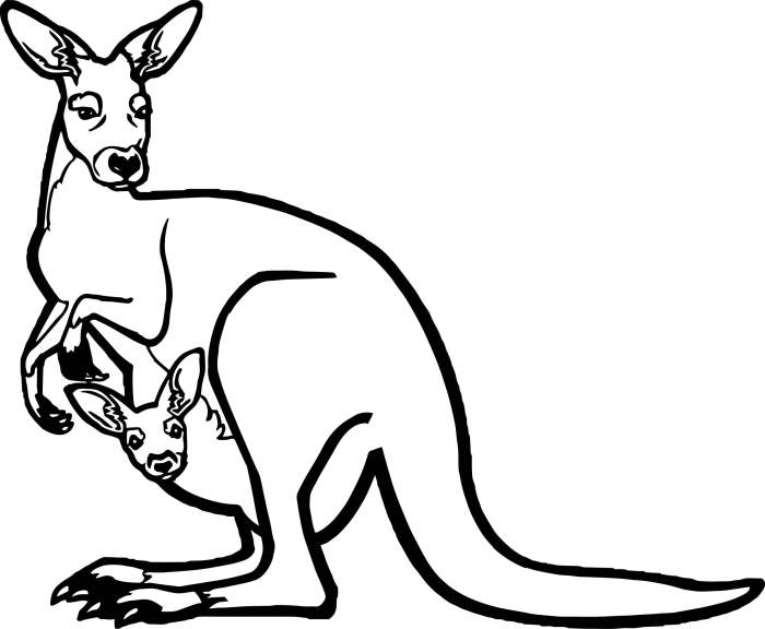 Kangaroo coloring pages