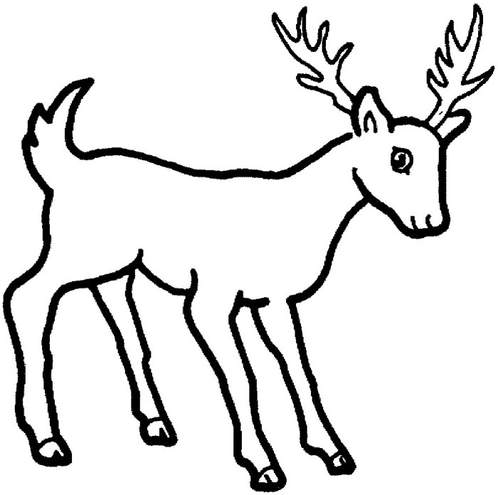 Coloring pages deer