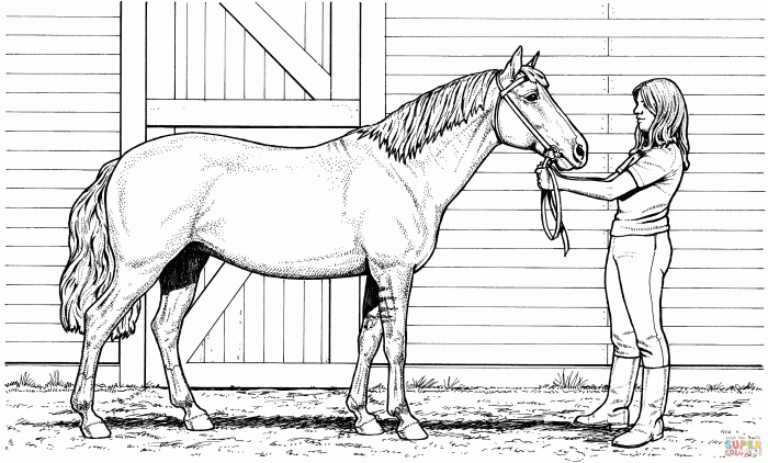 Horses coloring page