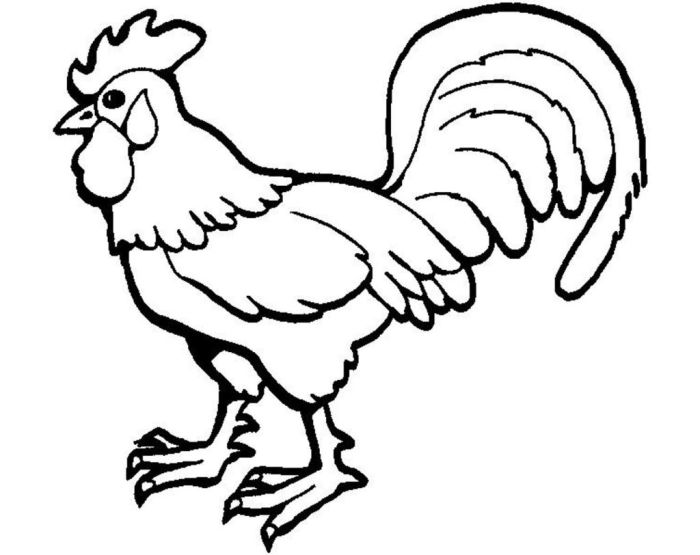 Coloring pages animal barn rooster farm popular