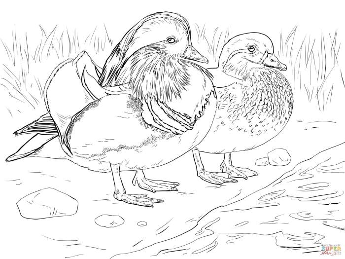 Ducks coloring pages lucifer