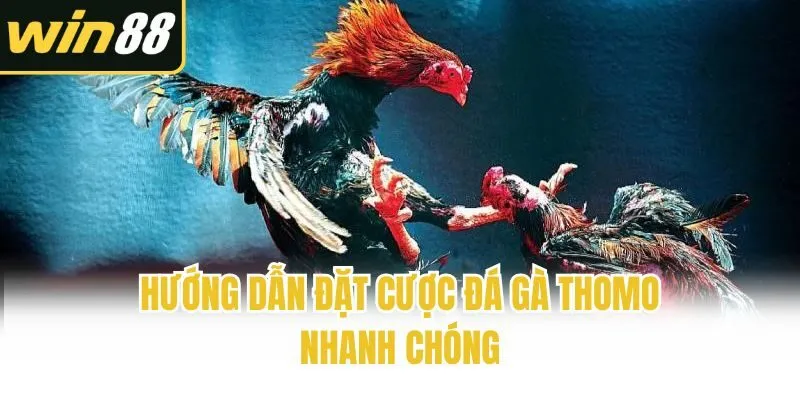 Hướng dẫn đặt cược đá gà Thomo nhanh chóng
