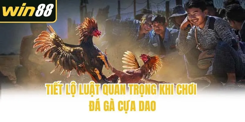 Tiết lộ luật quan trọng khi chơi đá gà cựa dao