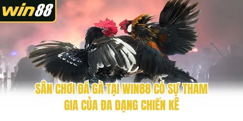Sân chơi đá gà tại Win88 có sự tham gia của đa dạng chiến kê
