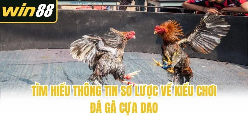 Tìm hiểu thông tin sơ lược về kiểu chơi đá gà cựa dao